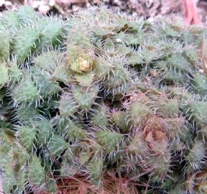 crassula picturata