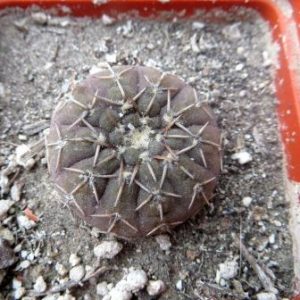gymnocalycium platygonum