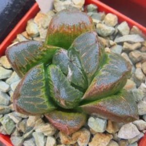 haworthia hybrid