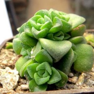 crassula dorothy