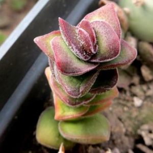 crassula species