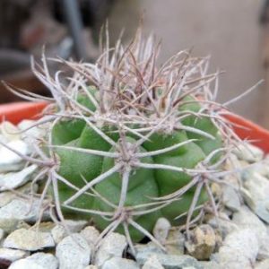 gymnocalycium valnicekianum