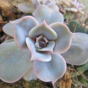 echeveria lilacina