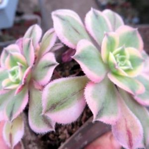 aeonium sunburst двойняшка