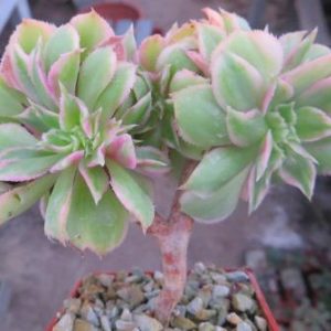 aeonium sunburst cristata