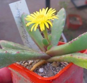 carruanthus peersii