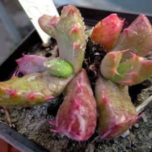 1505.32 MG faucaria felina
