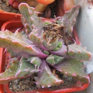 1505.35 MG faucaria   tigrina