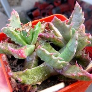 Faucaria felina GM210 Lake Mentz