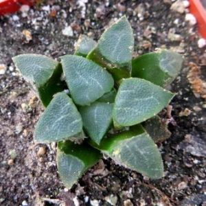 haworthia bayeri