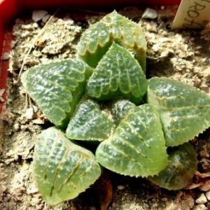 haworthia magnifica var. atrofusca