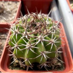 acanthocalycium peitscherianum
