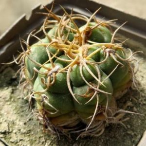 gymnocalycium denudatum