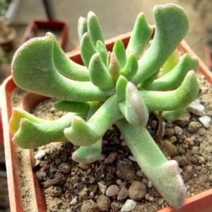 rhombophyllum nelii