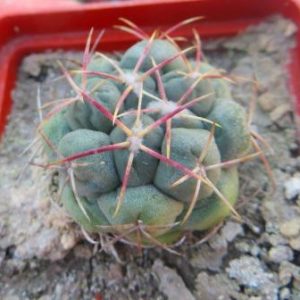 thelocactus hexaedrophorus v. fossulatus