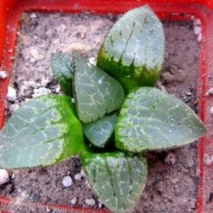 haworthia emelyae var. comptoniana