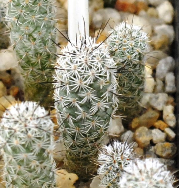 Neolloydia matehualensis (SB-279)
