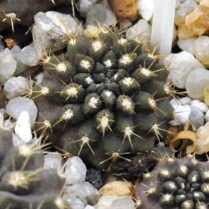Neoporteria curvispina v. carrizalensis (Huasco)(21.3д.9)