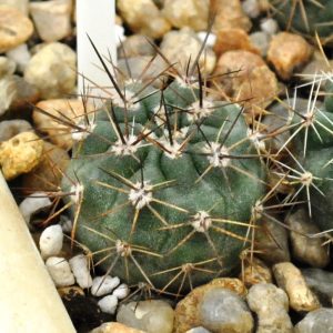 Pyrrhocactus kattermanii (VG- 397, Sa de Famatina  La Rosa)(17.3с.21)