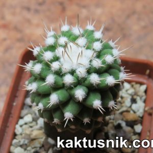 Strombocactus disciformis f.monstrosa