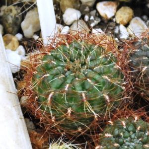 Sulcorebutia swobodae  (HS- 27A)(21.3д.10)