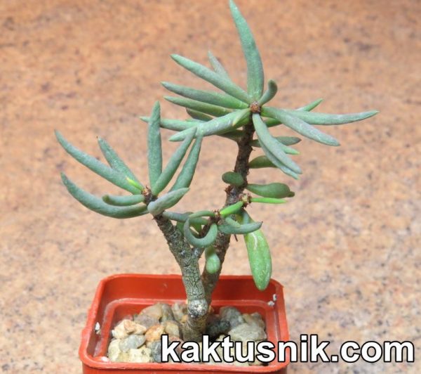 Tylecodon buchholzianus Typ 1 ex Busel fragile form Tylecodon buchholzianus Typ 1 ex Busel fragile form