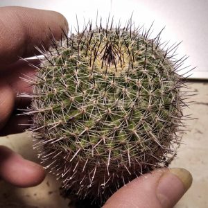 Mammillaria mystax -s