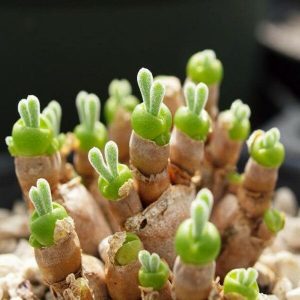 monilaria sp.ЮАР