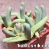 Argyroderma fissum