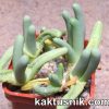 Argyroderma fissum_