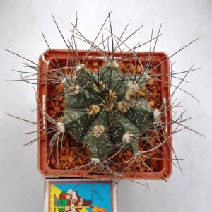 Astrophytum ((senile x (ornatum x asterias))(21.4а.6)