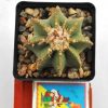 Aztekium hintonii 1