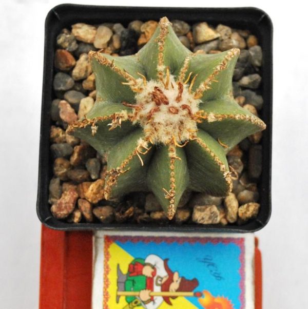 Aztekium hintonii 1