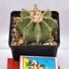 Aztekium hintonii 2