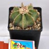 Aztekium hintonii 3