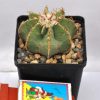 Aztekium hintonii 4