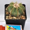 Aztekium hintonii 5