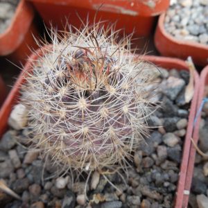 Neoporteria gerocephala KK 96 - MG -