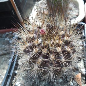 Neoporteria villosa