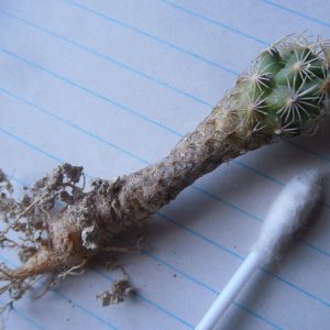Coryphantha glanduligera KKR20 - MG -