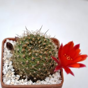 Rebutia albiareolata FR - 761