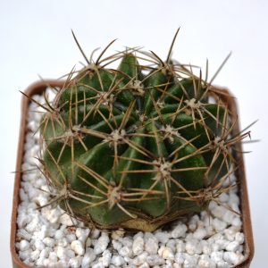 Lobivia obrepanda v. calorubra