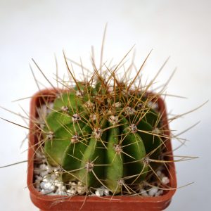 Acanthocalycium violaceum