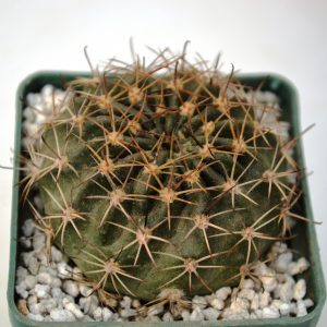 Pseudolobivia hamatacantha