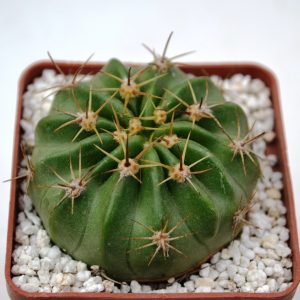 Lobivia obrepanda v. calyantholilacyna