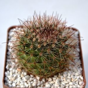 Mammillaria crassior (Ko)