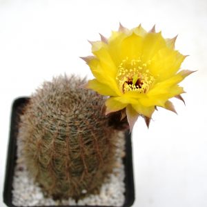 Lobivia leucomalla (P.P. № 2404.00) hybr.