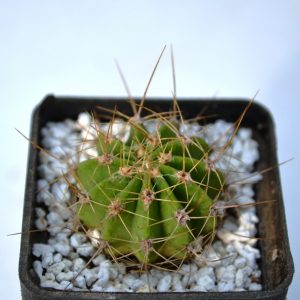 Acanthocalycium  violaceum
