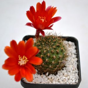 Rebutia albiareolata FR - 761