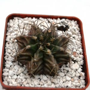 Gymnocalycium michanovichii